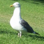 A seagull named “Bob”