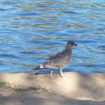 An Old Seagull