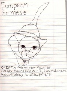 Burmese Cat Hunting