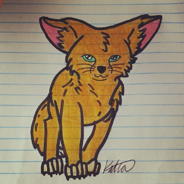 Kit fox! #foxy #fox #foxyfox