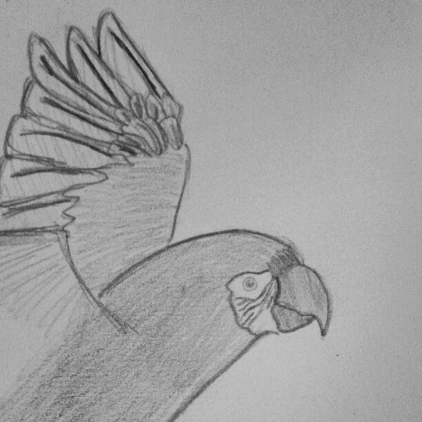 Spread your wings and fly away