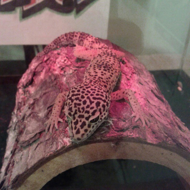 Rhombus is planking?!?!?