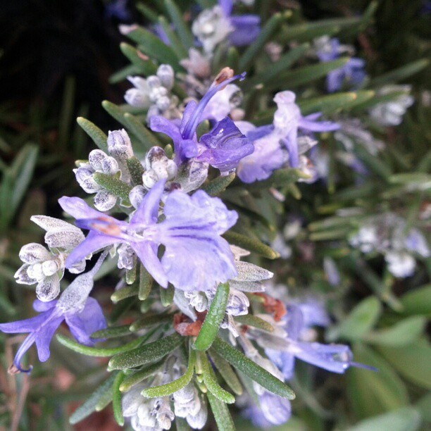 Photo creds @megasnakes19