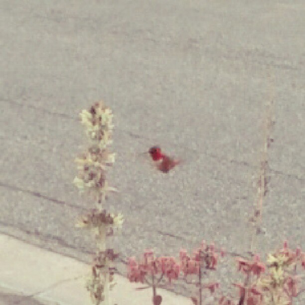 Very bad picture of a hummingbird I just saw