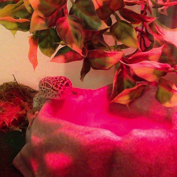 Rhombus fell asleep on his water bowl :3He's so cute!