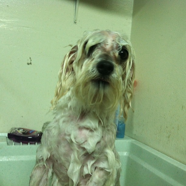 I feel the need to post something but I don't have any good art to show so here's a picture of my dog when I gave him a bath the other day.