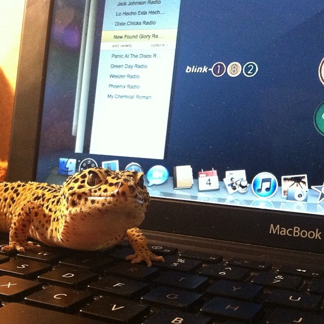 My gecko likes rock music