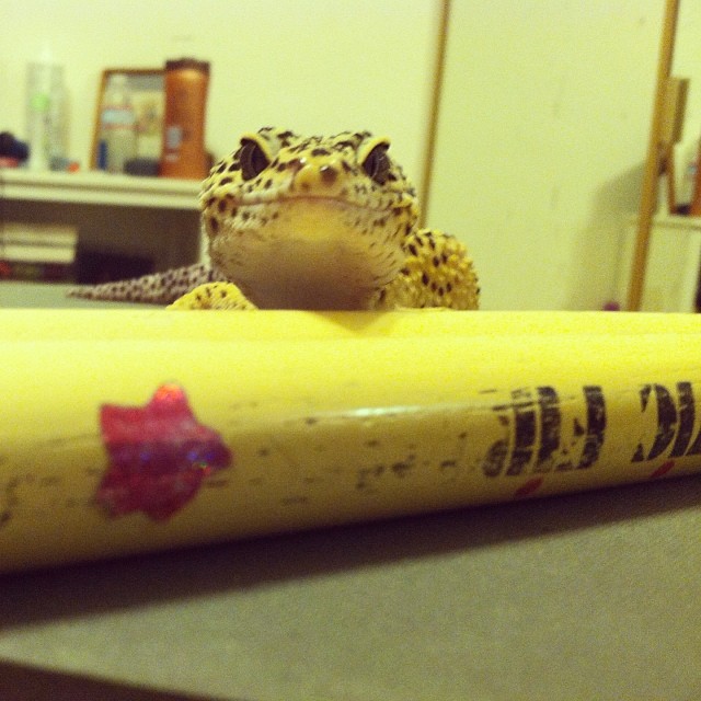 That awkward moment when your gecko is better at drumming than you :P #MyLizardIsAPercussionist #IAmAlsoAPercussionist #ThisDrumpadAintBigEnoughForTheBothOfUs