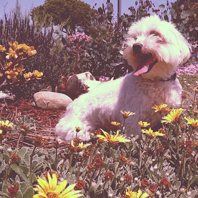 Happy Easter!! That's my dog Benji in a bunch of flowers :)))