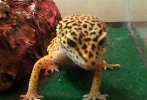 9498248a36be11e2b09522000a1f9363_7